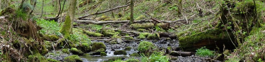 Wandern in Hohegeiß